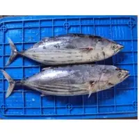 Skipjack Tuna Wr