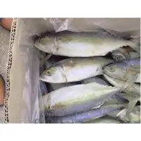 Indian Mackerel Wr
