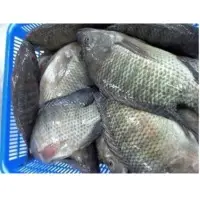 Tilapia