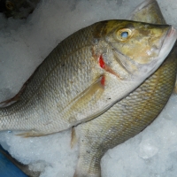 Emperor Fish