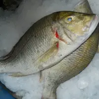Emperor Fish