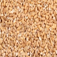 Oat