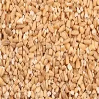 Oat
