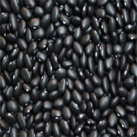 Black Beans