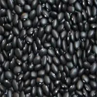 Black Beans