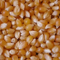 Popcorn Or Maize Popcorn