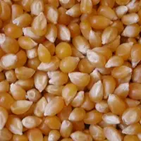 Popcorn Or Maize Popcorn