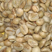 Robusta Green Coffee Beans