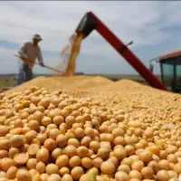 Soybean Gmo
