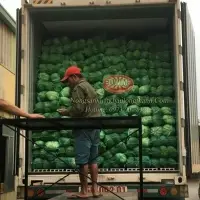 Fresh Cabbages