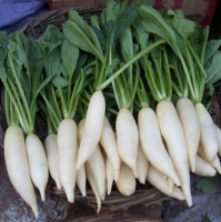 Frozen, Fresh White Radish And Daikon