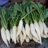 Frozen, Fresh White Radish And Daikon
