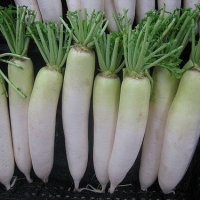 Fresh White Radish