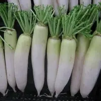 Fresh White Radish