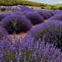 Dried Lavender