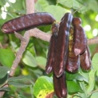 Carob Fruit