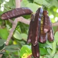 Carob Fruit