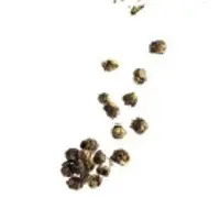 Specialty Tea