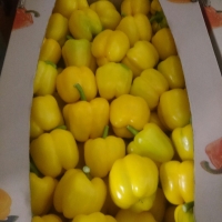 Fresh Pepper
