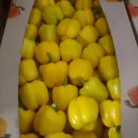 Fresh Pepper