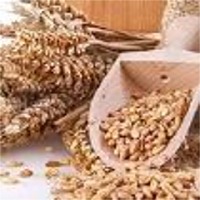 Wheat