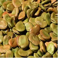 Dark Beans