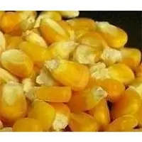 Indian yellow corn