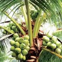 Coconut Oil