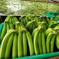Green Premium Bananas Cavendish
