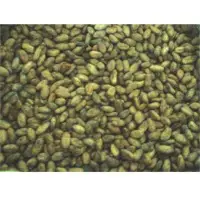 Cocoa beans