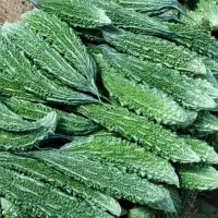 Fresh Bitter Gourd