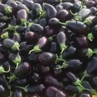 Fresh Eggplant