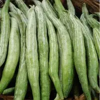 Fresh Snake Gourd