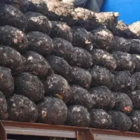 Fresh Elephant Foot Yam