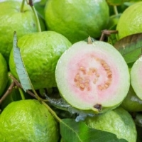 Fresh Thai Guava