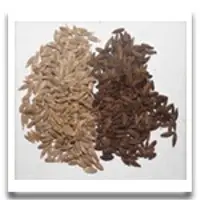 Black cumin seeds