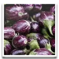 Brinjal