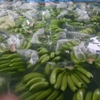 Cavendish Banana