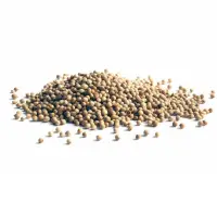 Coriander Seeds