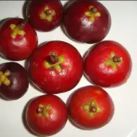 Bitter Kola
