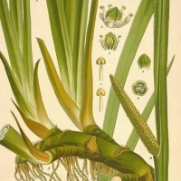 Calamus Roots ( Acorus Calamus)