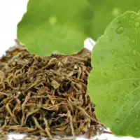 Brahmi (Hydrocotyle Asiatica)