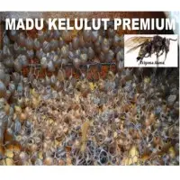 Kelulut Trigona Stingless Bee Honey