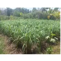 Citronella Oil