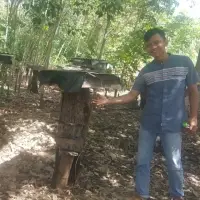 Trigona Honey Or  Kelulut Honey