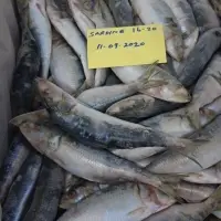 Omani Sardine