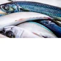Omani Frozen Mackerel