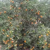 Fresh Orange