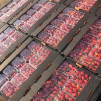 Fresh Strawberry