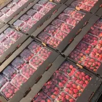 Fresh Strawberry